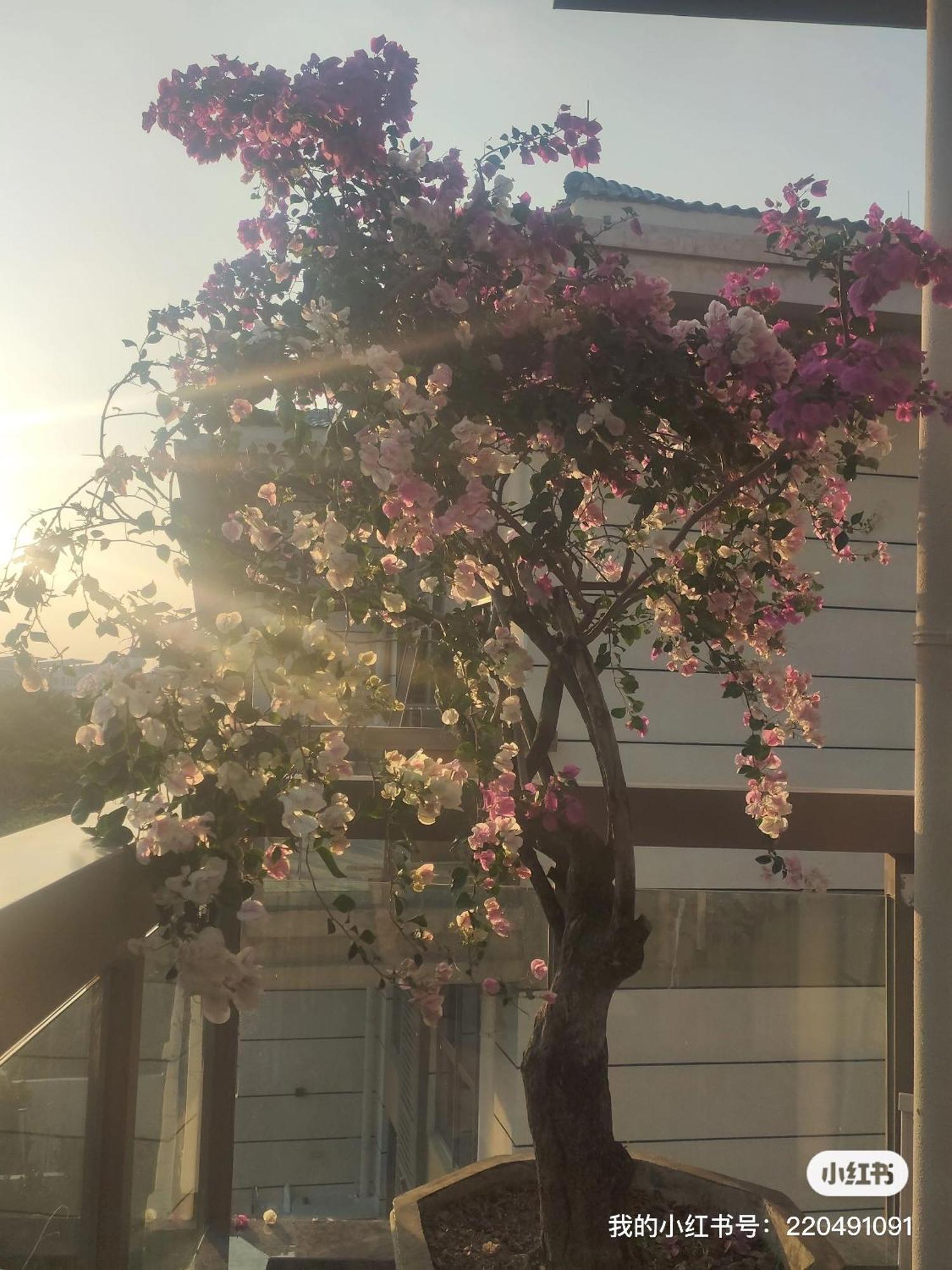 Ferienwohnung Shiguanghui Sanya Exterior foto